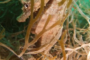 Bouley Bay Dive Centre