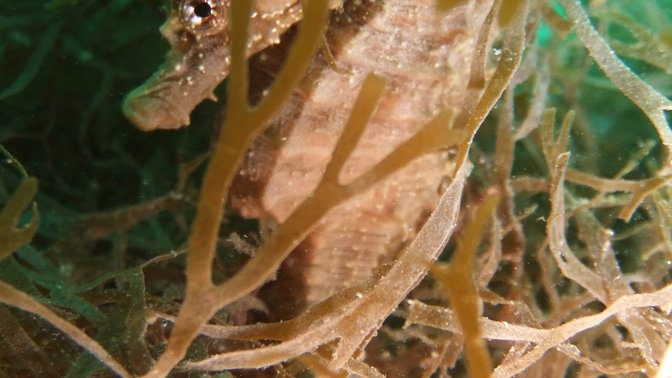 Bouley Bay Dive Centre