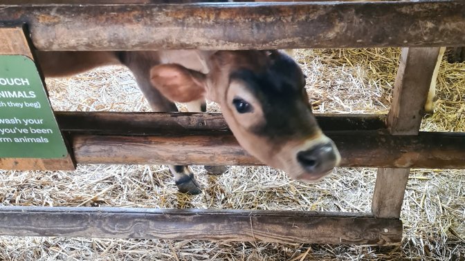 Hamptonne Country Life Museum