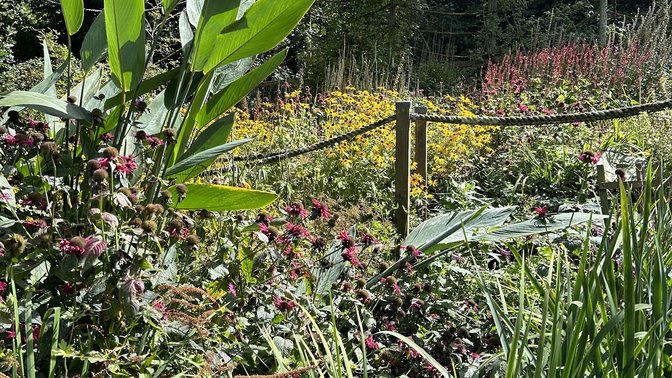 Judith Queree's Garden