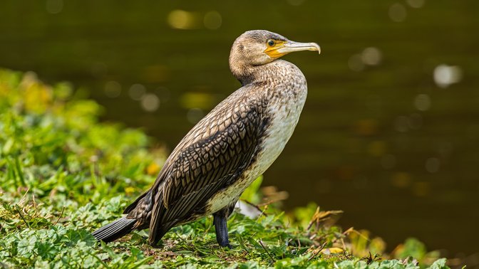 Queen's Valley Reservoir