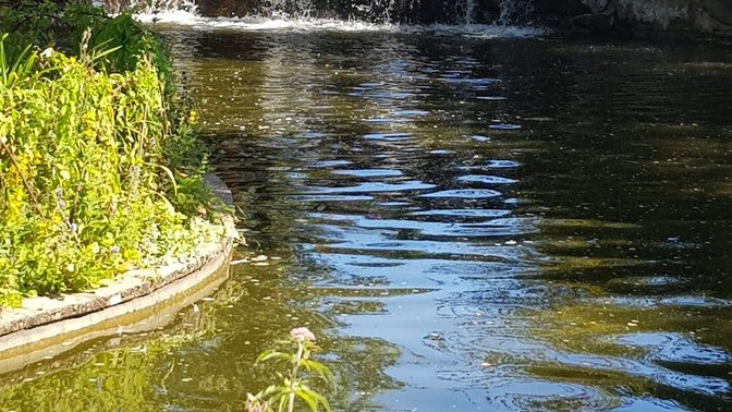 Reg's Award Winning Gardens