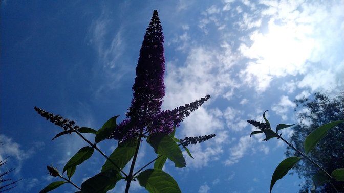 Reg's Award Winning Gardens