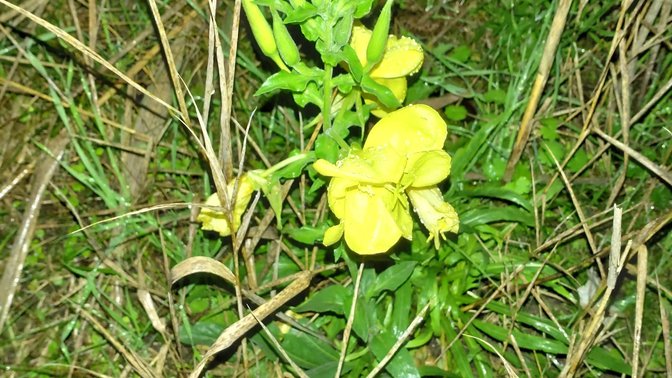 Frances Le Sueur Centre