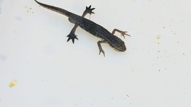 Frances Le Sueur Centre