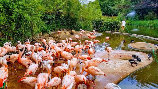 Durrell Wildlife Camp