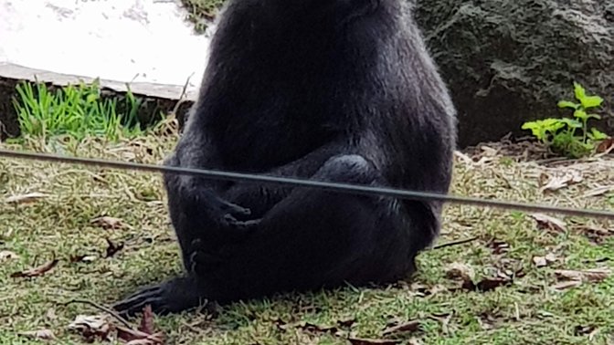 Durrell Wildlife Camp