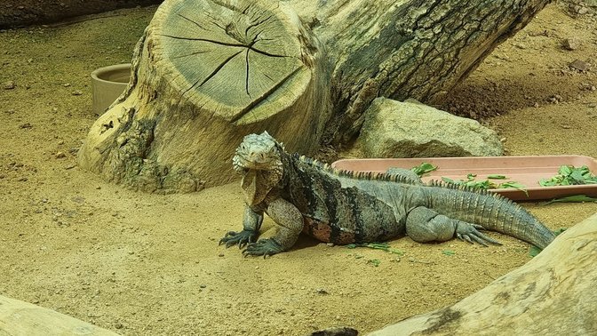 Durrell Wildlife Camp