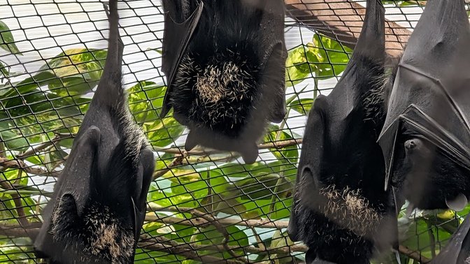 Durrell Wildlife Camp