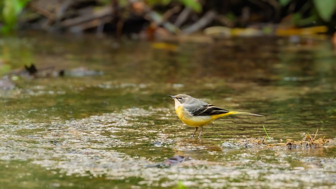St Catherine’s Woods - St. Martin’s Entrance
