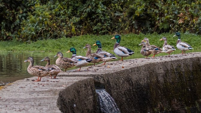 St Catherine’s Woods - St. Martin’s Entrance