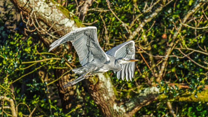 St Catherine’s Woods - St. Martin’s Entrance