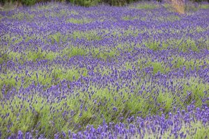 Jersey Lavender Ltd