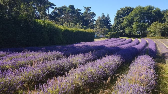 Jersey Lavender Ltd