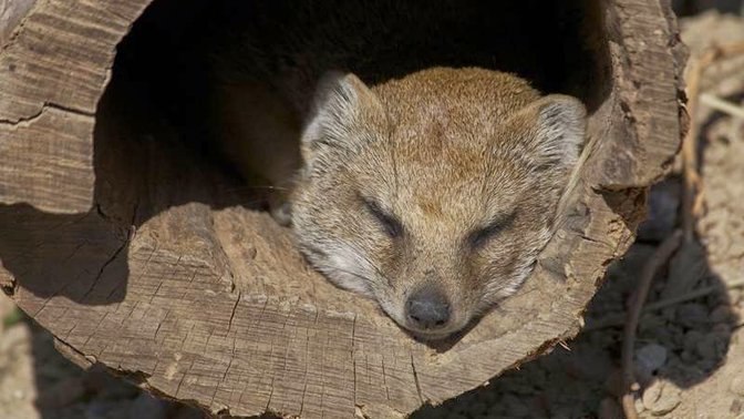 Durrell Wildlife Hostel