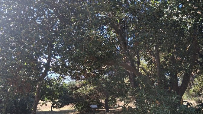 Les Creux Millenium Park