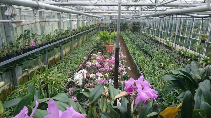 Eric Young Orchid Foundation