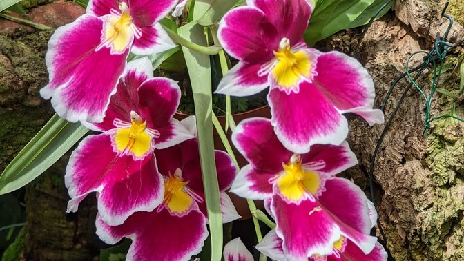 Eric Young Orchid Foundation