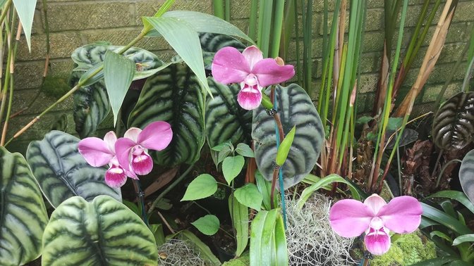 Eric Young Orchid Foundation