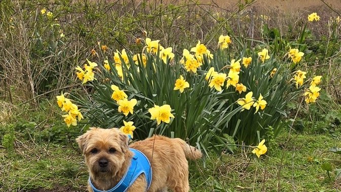 Les Mielles Nature Reserve