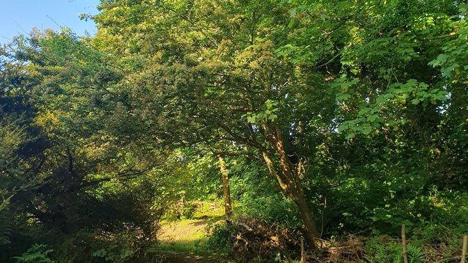 Val de la Mare Arboretum