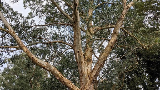 Val de la Mare Arboretum