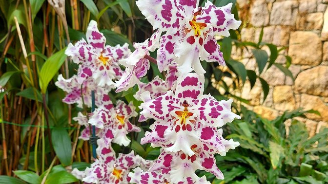Eric Young Orchid Foundation