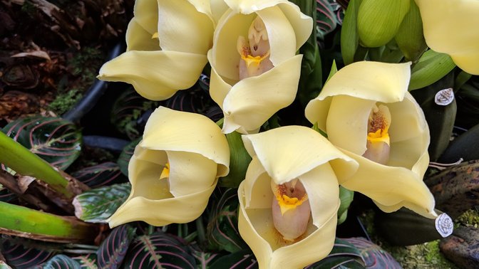 Eric Young Orchid Foundation
