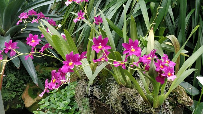 Eric Young Orchid Foundation