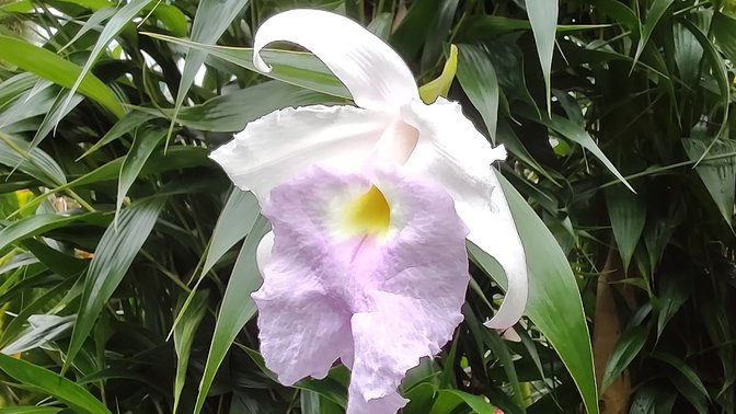 Eric Young Orchid Foundation