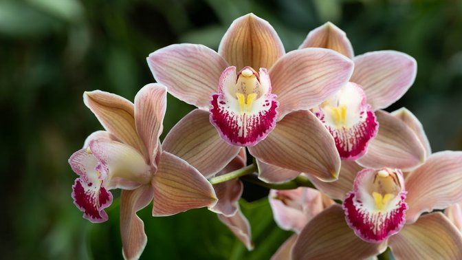 Eric Young Orchid Foundation