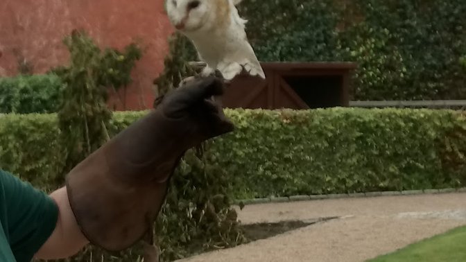 Jersey Falconry