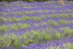 Jersey Lavender Farm