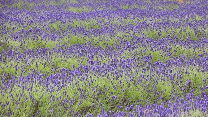 Jersey Lavender Farm