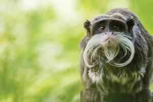 Jersey Zoo