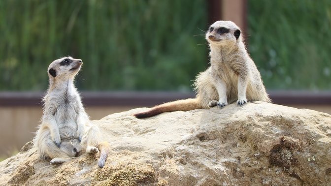 Jersey Zoo