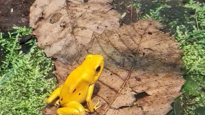 Jersey Zoo