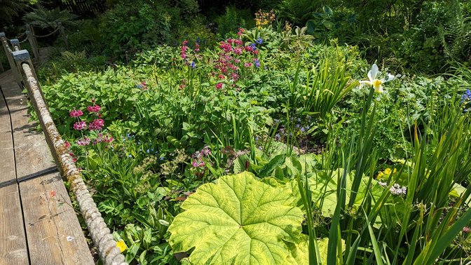 Judith Queree's Garden