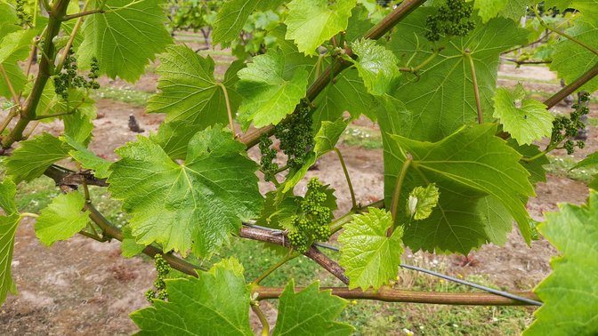 La Mare Wine Estate Jersey