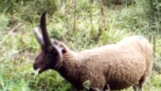 Le Moulin de Quetivel