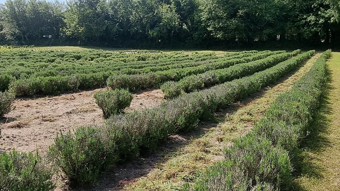 Sprigs Cafe at Jersey Lavender