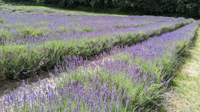 Sprigs Cafe at Jersey Lavender