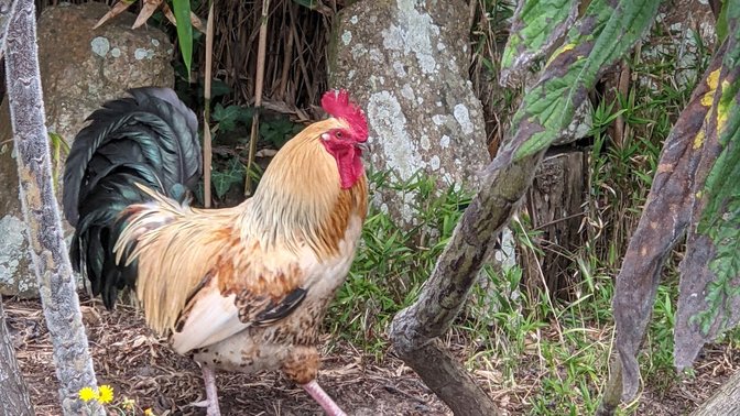 Sprigs Cafe at Jersey Lavender