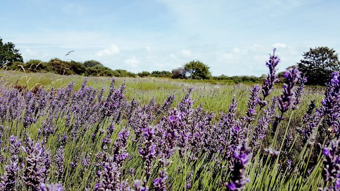 Sprigs Cafe at Jersey Lavender