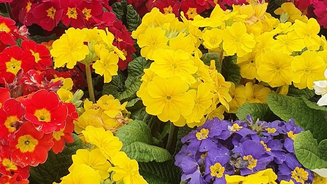 St John's Village Cafe