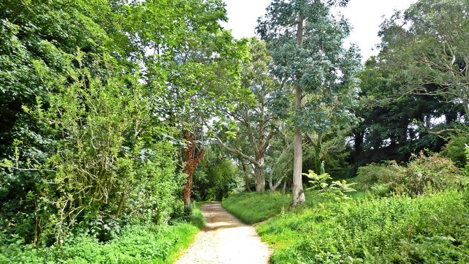 The Forgotten Forest Arboretum