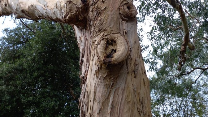 The Forgotten Forest Arboretum