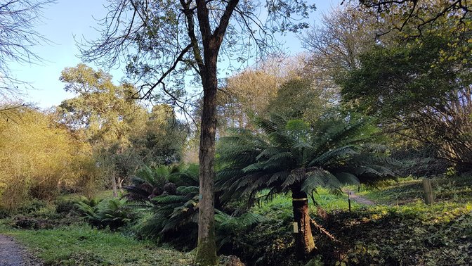 The Forgotten Forest Arboretum