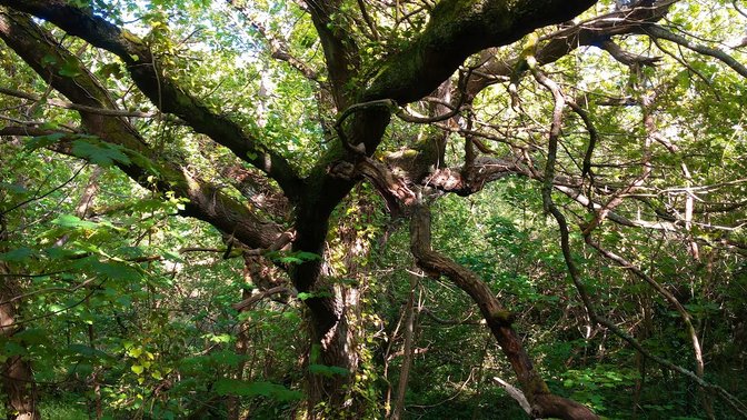 The Forgotten Forest Arboretum