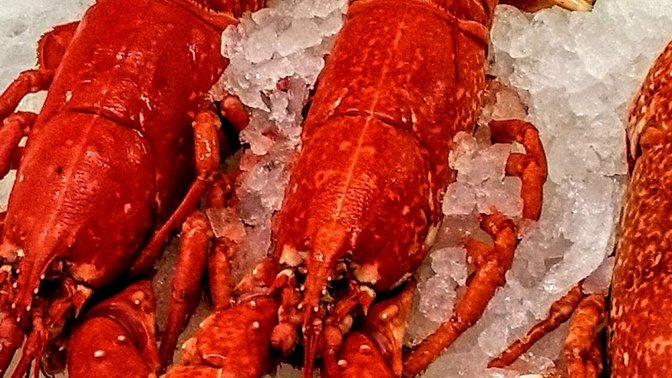 The Fresh Fish Company